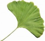 flabelate-leaf-shape