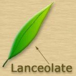 lanceolate