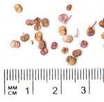 asiatic-pennywort-1 asiatic-pennywort-1