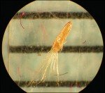 butterweed-horse-weed-3