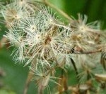 climbing-hempvine-mile-a-minute-weed-2