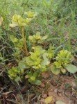 common-purslane-2