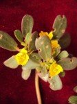 common-purslane-3