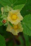 country-mallow-3