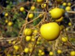 prickly-brinjal-yellow-barried-night-shade3