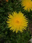 corn-sowthistle-perennial-sowthistle-2