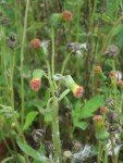 spiny-sowthistle2