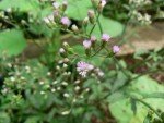 ash-coloured-fleabane-purple-bane-1