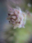 burweed-common-cockle-bur-2