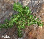 serpent-milky-weed-2