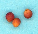 slender-dwarf-morning-glory-1