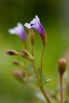 malaysian-false-pimpernel-2 malaysian-false-pimpernel-2
