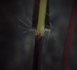 indian-muraina-grass-4