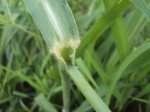 guinea-grass-3