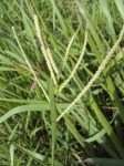 dallisgrass-4
