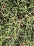 bermuda-grass-1