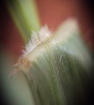 crowfeet-grass-3