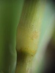 green-bristle-grass-2