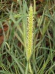 wild-foxtail-4