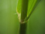 bristle-foxtail-3