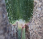 buffel-grass-4