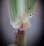 johnson-grass-egyptian-grass-3