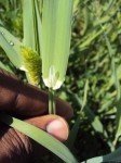 small-canary-grass-1