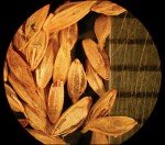 annual-bluegrass-1 annual-bluegrass-1