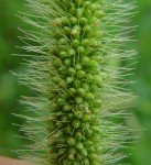 green-foxtail-3