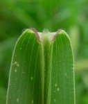 green-foxtail-4
