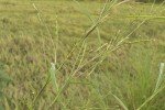 itch-grass-rice-grass-english-1